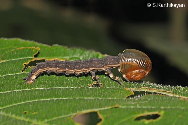 The Snail and the Glow worm – Karthik's Journal