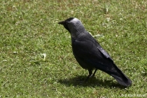 Jackdaw