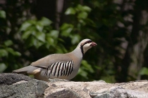 Chukar