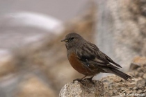 Alpine Accentor