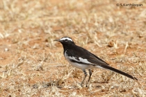 Large Pied (or Whitebrowed) Wagtail