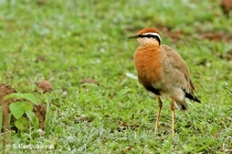 Indian Courser