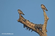 Ashy Wood Swallows