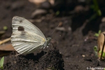 Cabbage White