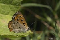 Common Copper