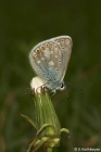 Meadow Blue