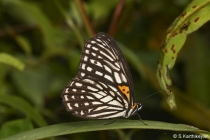 Tiger Brown