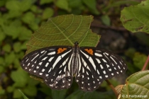 Tiger Brown