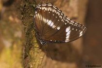 Great Eggfly