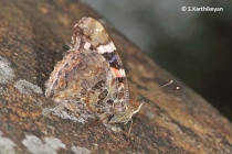 Indian Red Admiral