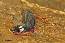 Tailed Redbreast