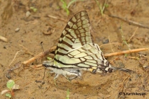 Spectacle Swordtail