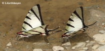 Four-bar Swordtail