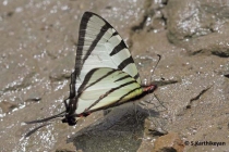 Four-bar Swordtail