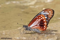 Tawny Mime