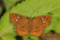 Fulvous Pied Flat
