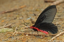 Common Batwing