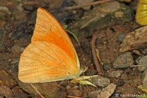 Orange Albatross