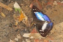 Purple Emperor