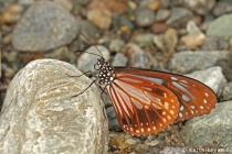 Chestnut Tiger