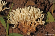 Coral Fungi Clavaria sp.