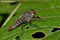 Robberfly