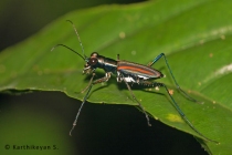 Tiger Beetle Cicindela hamiltoniana