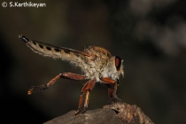 Robberfly