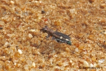 Tiger Beetle