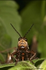 Grasshopper - closeup