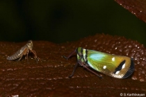 Plant Hopper