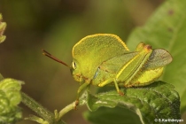 Hooded Grasshopper
