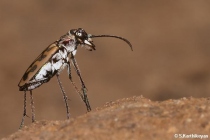 Tiger Beetle