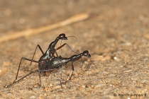 Tiger Beetle