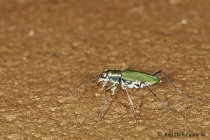 Tiger Beetle