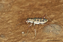 Tiger Beetle