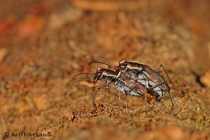 Tiger Beetles mating