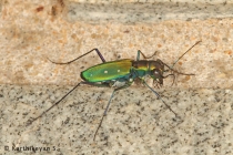 Tiger Beetle Cicindela flavomaculata