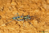 Tiger Beetle Cicindela duponti