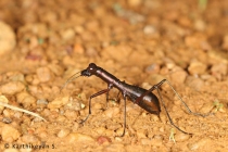 Tiger Beetle Tricondyla sp.