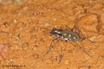 Tiger Beetle