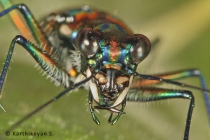 Tiger Beetle Cicindela duponti