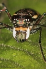 Tiger Beetle