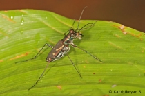 Tiger Beetle