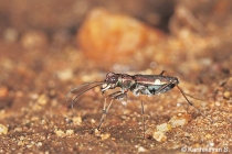 Tiger Beetle