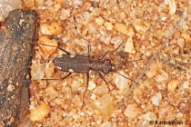 Tiger Beetle