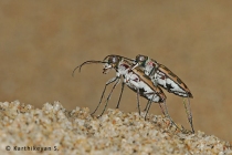 Tiger Beetles mating