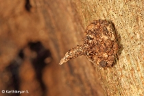 Bagworm