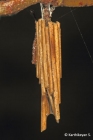 Bagworm