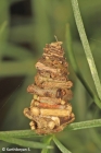 Bagworm